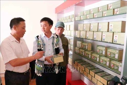Bài thuốc quý chữa bệnh gan của chàng thanh niên người Mông