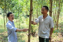 Nông dân huyện miền núi Như Xuân thoát nghèo nhờ phát triển kinh tế rừng