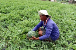 Hiệu quả từ luân canh cây trồng trên đất lúa