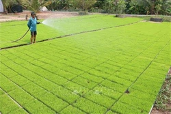 Nhân rộng mô hình sản xuất mạ lúa giống trong khay