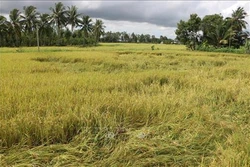 Thực hiện chính sách hỗ trợ bảo hiểm nông nghiệp