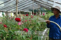 Kỹ thuật trồng và chăm sóc hoa hồng sau Tết