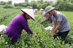 Thái Nguyên phát triển cây chè trên vùng đất ATK Định Hóa