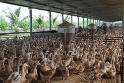 Đồng Tháp đưa ngành hàng chăn nuôi vịt vào chuỗi sản xuất khép kín