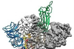 Dịch COVID-19: Đột phá trong vẽ bản đồ phân tử của virus