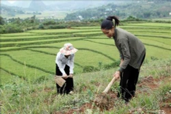 Than Uyên phát triển cây chè