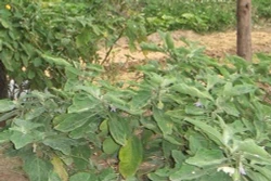 Kinh nghiệm trồng cà hiệu quả