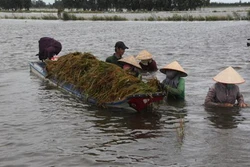 Long An thực hiện nhiều giải pháp ứng phó giảm thiệt hại sản xuất nông nghiệp do biến đổi khí hậu