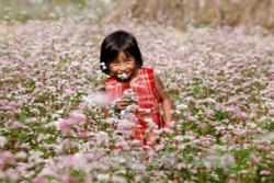 Ngắm hoa tam giác mạch Hà Giang tại Thủ đô
