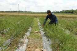 Trà Vinh dành 23 tỷ đồng hỗ trợ đất ở cho hộ nghèo