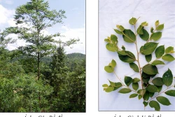 Kỹ thuật trồng Bồ đề