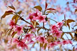 Rực rỡ sắc đào rừng ở vùng cao Mù Cang Chải