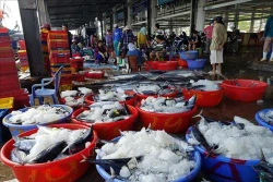 Ngư dân Khánh Hòa được mùa cá ngừ sọc dưa