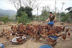 Dân vận khéo góp phần phát triển kinh tế ở huyện miền núi Văn Yên
