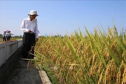 Khuyến khích nông dân sử dụng giống lúa xác nhận để tăng năng suất