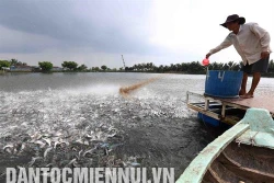 Phòng và điều trị bệnh cho cá khi chuyển mùa