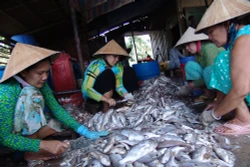 Bạc Liêu khai thác, đánh bắt thủy sản đạt gần 90 nghìn tấn