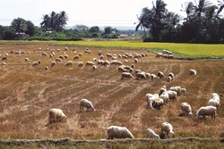 Xuân mới đang về với đồng bào Ninh Thuận