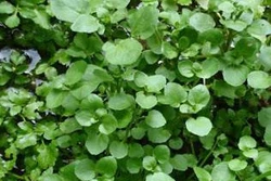 Kỹ thuật trồng và bón phân cho cây cải xoong