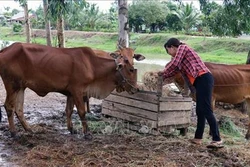 Nuôi bò theo phương thức "vết dầu loang" cải thiện đời sống cho nông dân