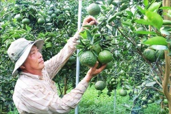 Tỷ phú cam sành Huỳnh Công Chánh trên đất phèn