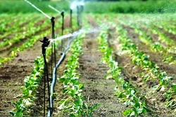 Trà Vinh có hơn 11.600 ha đất sản xuất áp dụng công nghệ tưới tiết kiệm nước