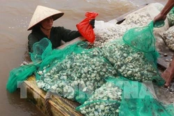 Kỹ thuật nuôi ngao