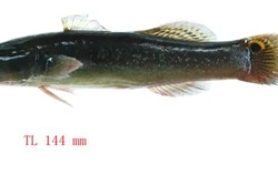 Kỹ thuật nuôi cá bớp trong ao