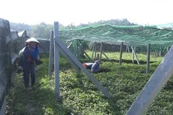 Quảng Ngãi: Trồng diếp cá trên đất lúa kém hiệu quả cho thu nhập cao