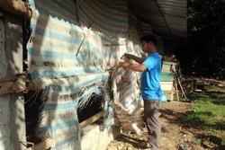 Tuyên Quang chủ động phòng chống đói, rét cho vật nuôi
