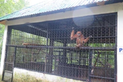 Động vật hoang dã nguy cấp quý hiếm được chăm sóc, nuôi dưỡng tại Vườn Quốc gia Pù Mát, Nghệ An. Ảnh: Nguyễn Văn Nhật - TTXVN