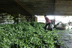 Chè Lai Châu được các Công ty thu mua với giá từ 5-10.000 đồng/kg. Ảnh: Việt Hoàng - TTXVN