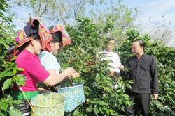 Nâng tầm thương hiệu cà phê Sơn La