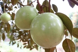 Học cách tìm đầu ra nông sản chuyên nghiệp