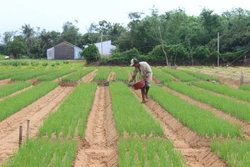 Nông dân Sóc Trăng cùng nhau giảm nghèo bền vững