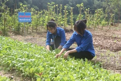 Nhiều mô hình xã hội hóa giáo dục hiệu quả tại Nghệ An