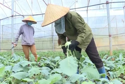 Nông dân huyện Mộc Châu, tỉnh Sơn La thu hoạch rau theo tiêu chuẩn VietGAP. Ảnh: TTXVN phát