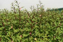Phương pháp trồng cây Atisô đỏ