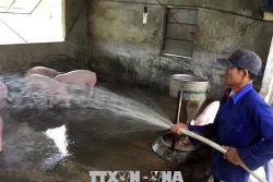 Bệnh sinh sản lợn nái