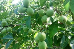 Kỹ thuật trồng cây óc chó mang lại giá trị kinh tế cao