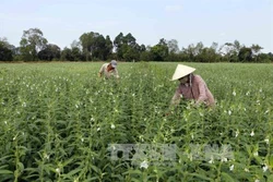 Kỹ thuật trồng vừng đen đơn giản cho năng suất cao