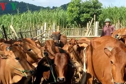 Cựu chiến binh thu tiền tỷ từ vườn đồi