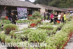 Phố cổ Đồng Văn