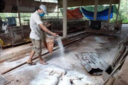 Trà Vinh dành hơn 103 tỷ đồng hỗ trợ người chăn nuôi lợn