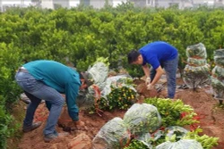Vựa quất cảnh xã Hợp Lý cháy hàng trước Tết
