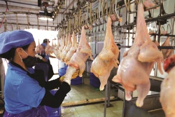 Hà Nội liên kết tiêu thụ nông sản