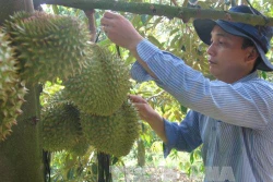 Để cây sầu riêng ra hoa nghịch (trái) vụ