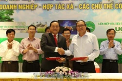 Liên kết sản xuất gắn với tiêu thụ nông sản theo Quyết định 62