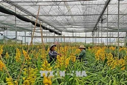 Đà Lạt có khoảng 1.500 ha hoa phục vụ thị trường Tết