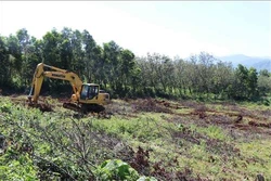 Quảng Trị tập trung tái canh cây công nghiệp chủ lực